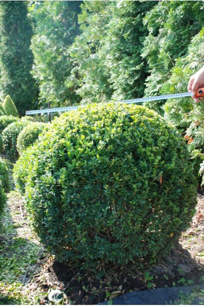 Самшит Куля – гармонійний акцент у ландшафті